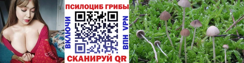 Псилоцибиновые грибы Cubensis  Волосово 